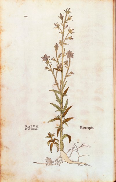 Rampion bellflower - Campanula rapunculus (Rapum sylvestre) de Leonhart Fuchs de De historia stirpium commentarii insignes (Notable Commentaries on the History of Plants) gravura colorida de Leonhard Fuchs