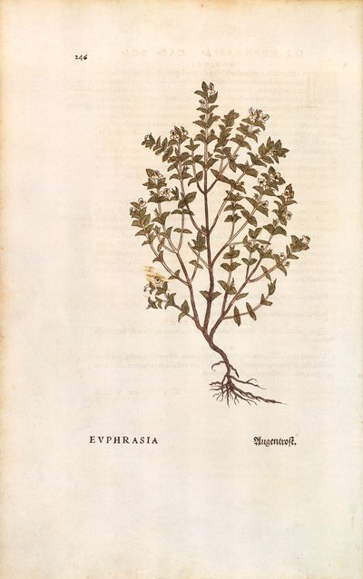 Red Eyebright (Euphrasia officinalis) de Leonhart Fuchs de De historia stirpium commentarii insignes (Notable Commentaries on the History of Plants) gravura colorida de Leonhard Fuchs