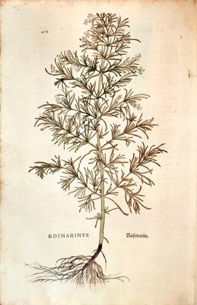 Rosemary, Rosmarinus Officinalis (Rosmarinus). gravura colorida de Leonhard Fuchs