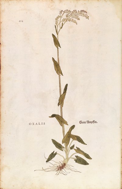 Sorrel ou Spinach dock - Rumex acetosa (Oxalis) de Leonhart Fuchs de De historia stirpium commentarii insignes (Notable Commentaries on the History of Plants) gravura colorida de Leonhard Fuchs