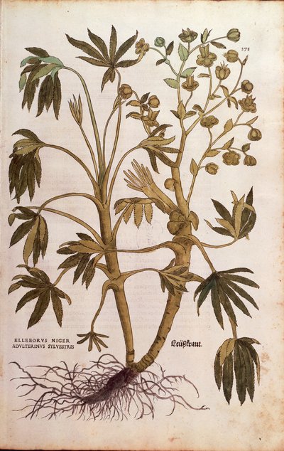 Stinking Hellebore ou Dungwort - Helleborus foetidus (Helleborus niger adulterinus sylvestris) por Leonhart Fuchs de De historia stirpium commentarii insignes (Notable Commentaries on the History of Plants), gravura colorida de Leonhard Fuchs