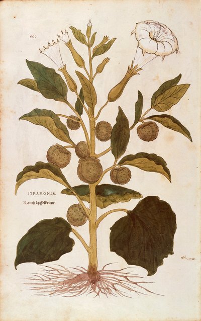 Thorn apple or jimson weed - Datura stramonium (Stramonia) de Leonhart Fuchs de De historia stirpium commentarii insignes (Notable Commentaries on the History of Plants), gravura colorida de Leonhard Fuchs