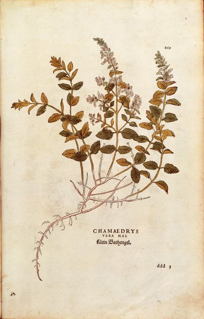 Wall Germander - Teucrium chamaedrys (Chamaedrys vera mas) de Leonhart Fuchs de De historia stirpium commentarii insignes (Notable Commentaries on the History of Plants) gravura colorida de Leonhard Fuchs
