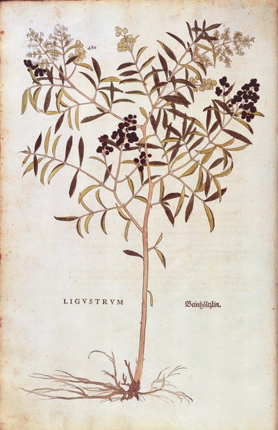 Wild Privet (Ligustrum vulgare) por Leonhart Fuchs de De historia stirpium commentarii insignes (Notable Commentaries on the History of Plants) gravura colorida de Leonhard Fuchs