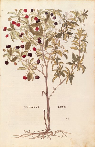 Cereja selvagem - Prunus avium (Cerasus) de Leonhart Fuchs de De historia stirpium commentarii insignes (Notable Commentaries on the History of Plants) gravura colorida de Leonhard Fuchs