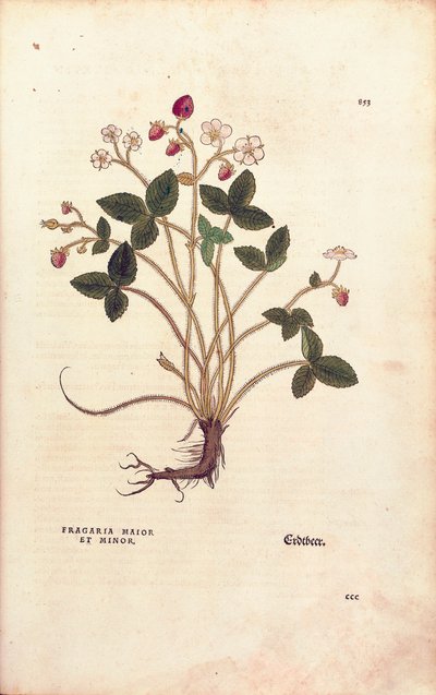 Woodland strawberry - Fragaria vesca (Fragaria maior et minor) de Leonhart Fuchs de De historia stirpium commentarii insignes (Notable Commentaries on the History of Plants), gravura colorida de Leonhard Fuchs