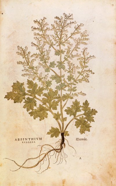 Wormwood - Artemisia absinthium (Absinthium vulgare) de Leonhart Fuchs de De historia stirpium commentarii insignes (Notable Commentaries on the History of Plants), gravura colorida de Leonhard Fuchs