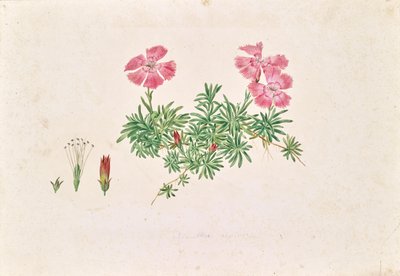 Cravo alpino (Dianthus alpinus) de Leopold von Stoll