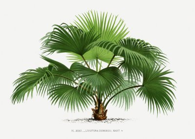  de Les Palmiers Histoire Iconographique