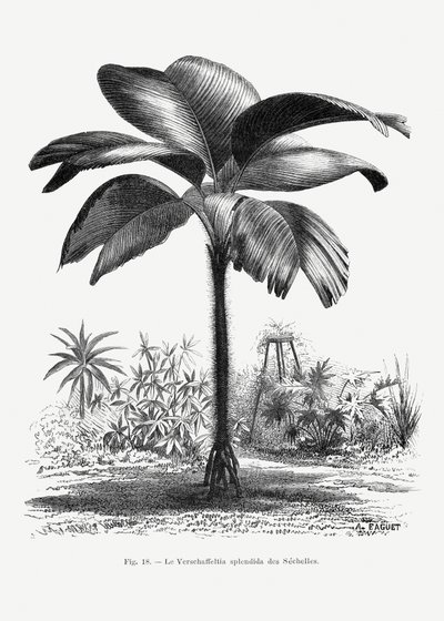  de Les Palmiers Histoire Iconographique