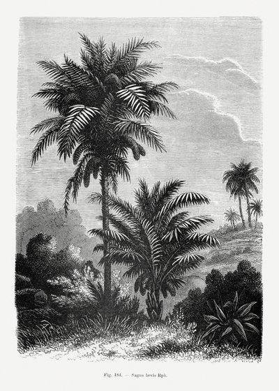  de Les Palmiers Histoire Iconographique