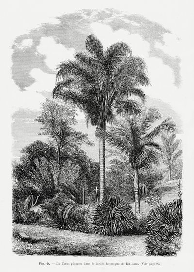  de Les Palmiers Histoire Iconographique