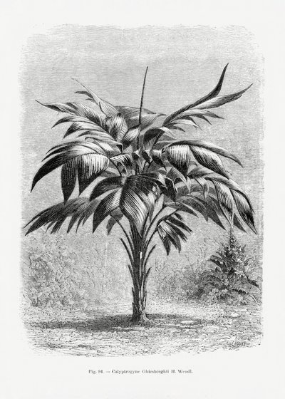  de Les Palmiers Histoire Iconographique