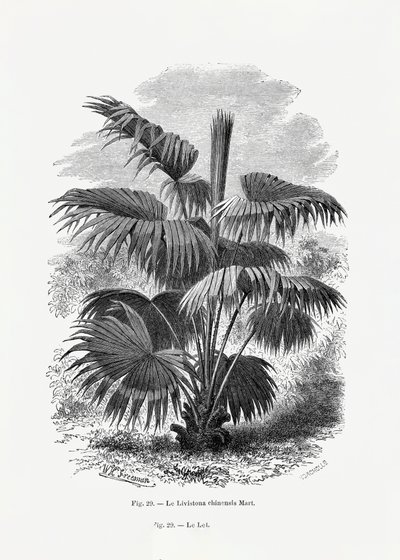  de Les Palmiers Histoire Iconographique