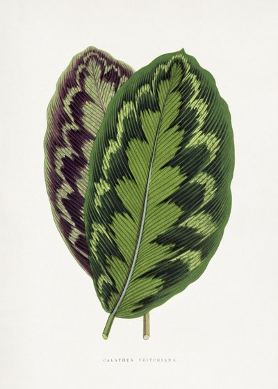  de Les Plantes a Feuillage Colore