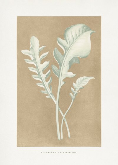  de Les Plantes a Feuillage Colore