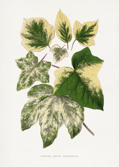  de Les Plantes a Feuillage Colore