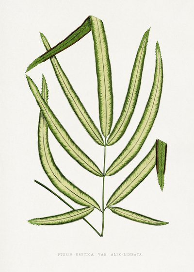  de Les Plantes a Feuillage Colore