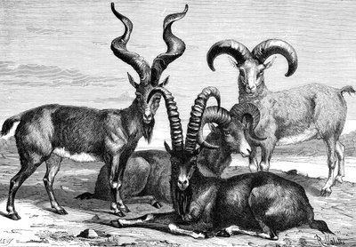 Ovelha de montanha e ibex, c1890 de Levy