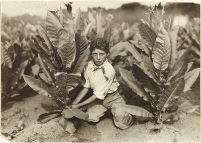 Apanhador de dez anos na exploração de tabaco de Gildersleeve de Lewis W. Hine