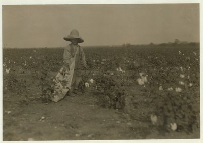 Willie Hesse, 5 anos, colhe 15 libras de algodão por dia na fazenda de 80 acres de seus pais, perto de West, Texas, 1913 de Lewis Wickes Hine