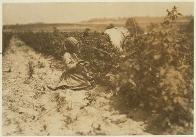 Uma menina polonesa de seis anos colhendo frutas o dia todo com sua família (Scholtz) em Rock Creek, perto de Baltimore, Maryland, 1909 de Lewis Wickes Hine