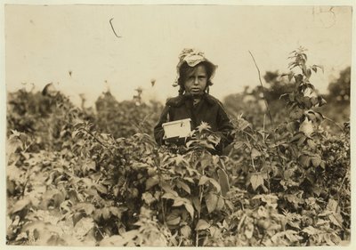 Annie Bissie colhendo bagas nos campos perto de Baltimore, Maryland, 1909 de Lewis Wickes Hine