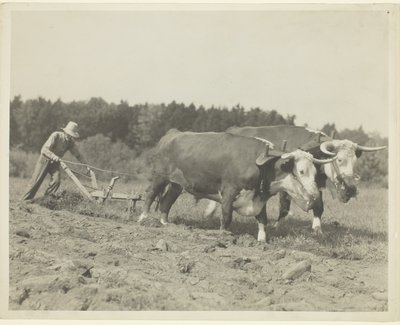 Cena rural no centro do Maine, muitos bois ainda são usados de Lewis Wickes Hine