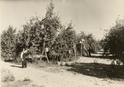 Sem título, ca. 1935. de Lewis Wickes Hine