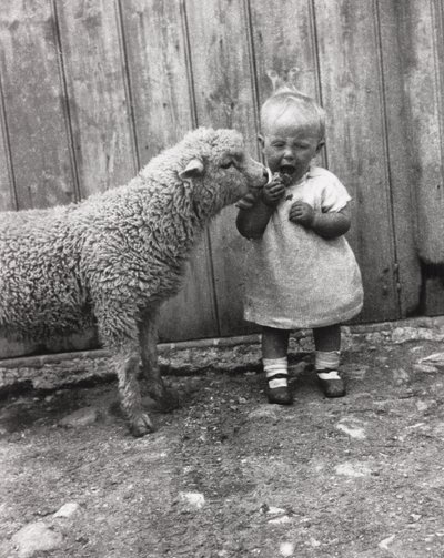 Cordeiro se interessando de perto pelo lanche de uma criança pequena, c 1930s de Unbekannt Unbekannt
