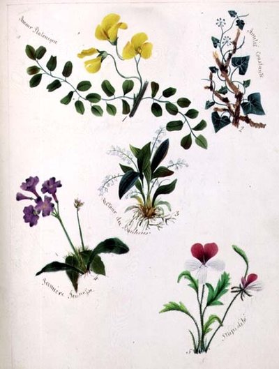 Wild Flowers (página de um livro de esboços com versos) de Lili Cartwright