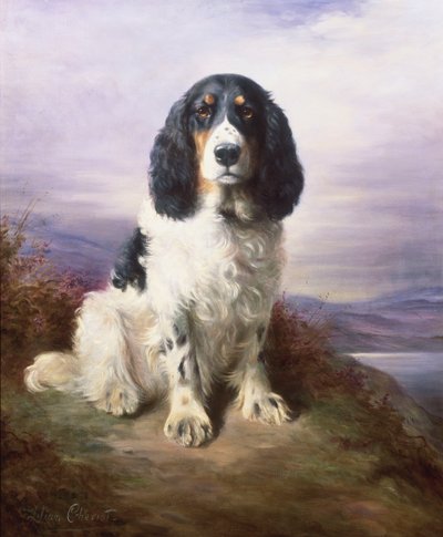 Royal, um Springer Spaniel tricolor de Lilian Cheviot