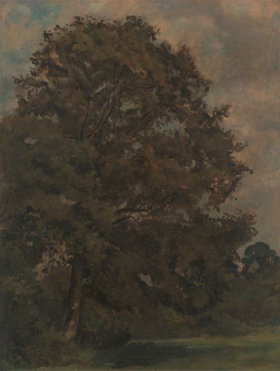 Estudo de uma árvore de cinzas de Lionel Constable