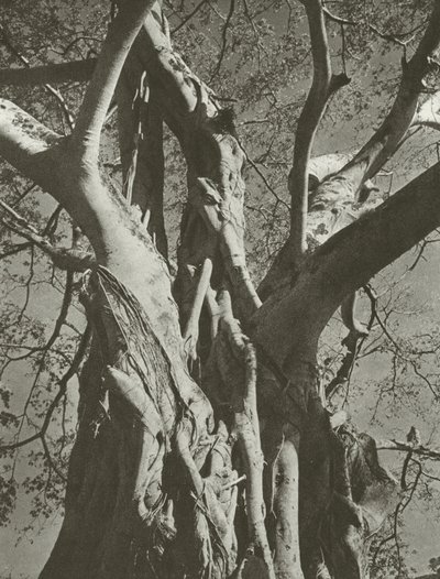 Banyan tree (foto p/b) de Lionel Wendt