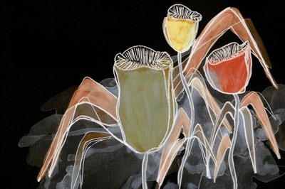 Cápsulas Botânicas Escuras de Lori Ann Folz