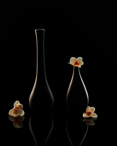 Reflexões Elegantes sobre as Orquídeas de Louie Luo