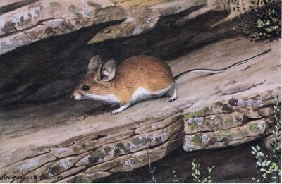 Big Eared Pinion Mouse representa o clã branco footed nas gargantas acidentadas do sudoeste de Louis Agassiz Fuertes
