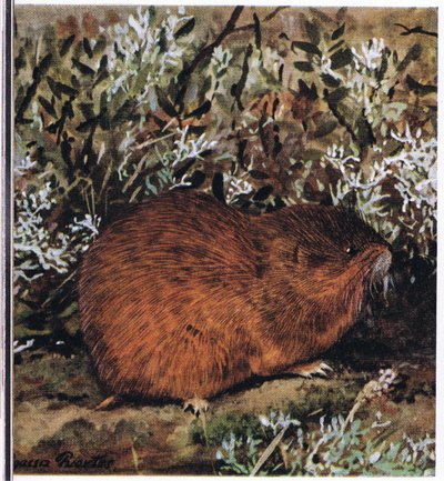 Lemming marrom, um roedor encorpado que vive em um favo de mel de túneis de Louis Agassiz Fuertes