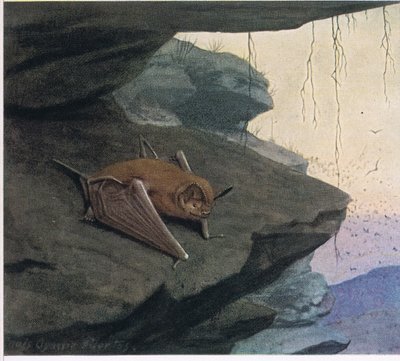 Morcego De Cauda Livre de Louis Agassiz Fuertes