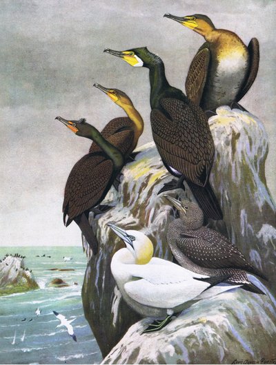 Ilustração da história natural de pássaros americanos do bar oriental e central de América Nort. por Bramhall House c.1970 de Louis Agassiz Fuertes