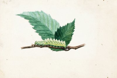 Jagged Leaf Edge Caterpillar, estudo para o livro Concealing Coloration in the Animal Kingdom de Louis Agassiz Fuertes