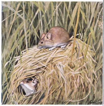 Western Harvest Mouse vive e reproduz um ninho gramado de Louis Agassiz Fuertes