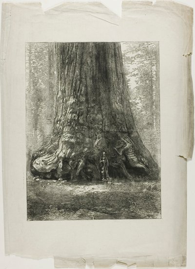 Árvores retorcidas de Louis Auguste Lepère