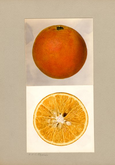 Laranja ananás (Citrus sinensis) de Louis Charles Christopher Krieger