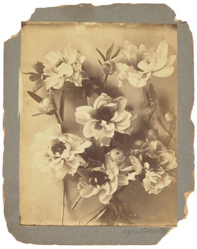 Tiffany Studios, c.1898-1920 (fotografia a preto e branco) de Louis Comfort Tiffany