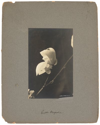Estúdios Tiffany, c.1898-1920 (fotografia a preto e branco) de Louis Comfort Tiffany