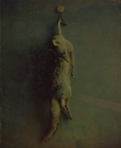 Raposa, ca. 1870. de Louis Ducos du Hauron