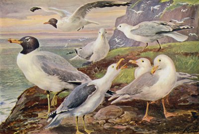 Gaivotas (lito colorido) de Louis Fairfax Muckley