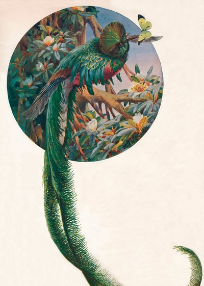 "Trogons de cauda longa", c1910, 1911 de Louis Fairfax Muckley