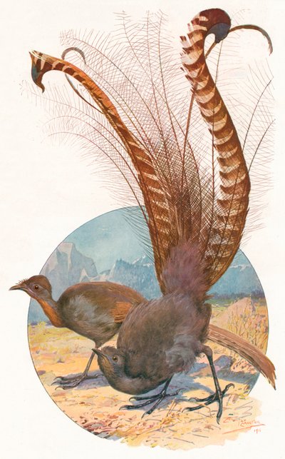 "Lyre Birds", 1911, 1911 de Louis Fairfax Muckley